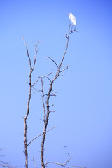 tree on blue sky