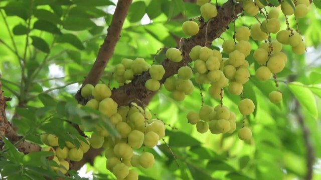 amla fruit green tree closeup nature  indian gooseberry emblica medicine ayurvedic