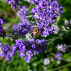 You see a bee sitting on purple lavender looking for nectar.