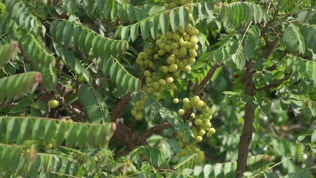 amla fruit green tree closeup nature  indian gooseberry emblica medicine ayurvedic