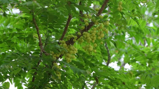 amla fruit green tree closeup nature  indian gooseberry emblica medicine ayurvedic