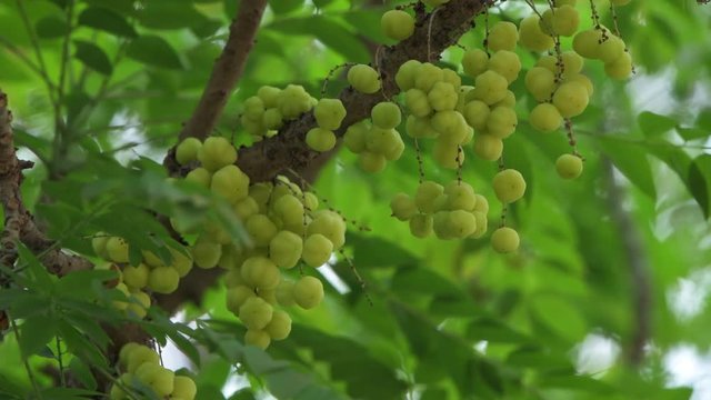 amla fruit green tree closeup nature  indian gooseberry emblica medicine ayurvedic