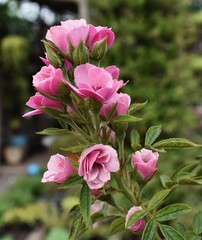 Fototapeta premium Mini rose pink close up thailand