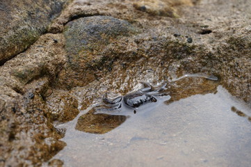 cangrejo en un charco de agua salada