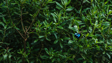 Ein Prachtstaffelschwanz in einem Busch im Wilsons Promontory Nation Park in Victoria Australien