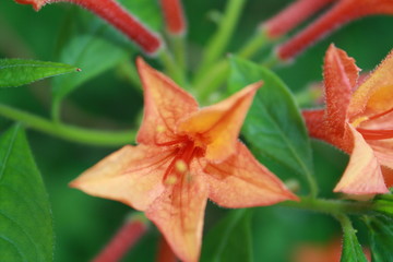 Spring flowers