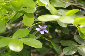 Exotic flowers