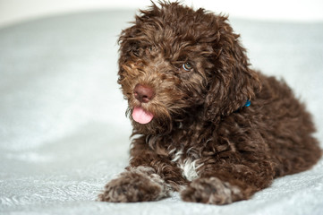 Lagotto romagnolo cucciolo