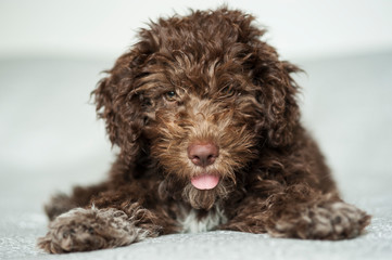 Lagotto romagnolo cucciolo