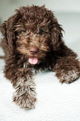 Lagotto romagnolo cucciolo