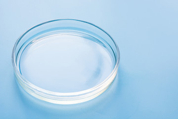 Petri dish in laboratory on blue. Chemical experiment. Close up.