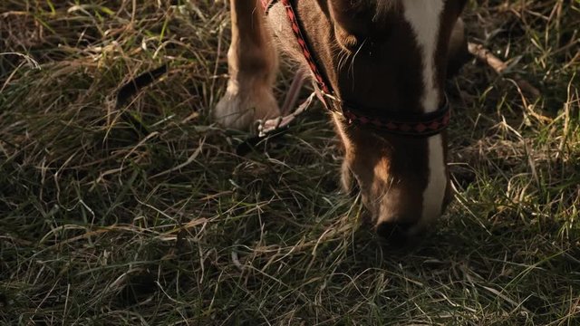 Close up view of horse's head eating the drass in the early morning slow motion