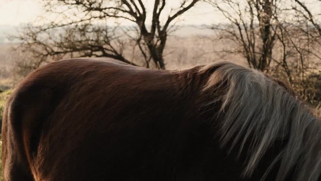 Serious and thoughtful young lady puts the saddle on her horse before the equitation in the wood slow motion