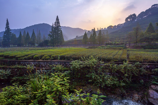 Tea Plantation at sunset, Hangzhou, Zhejiang Province, China