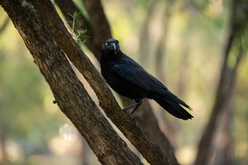Australian Raven