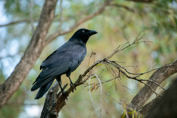 Australian Raven