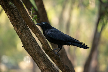 Australian Raven