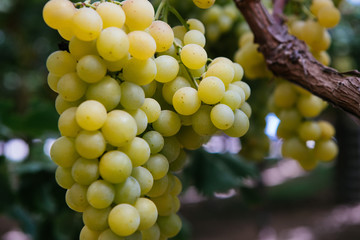 white wine grapes on the vine