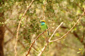 Sri Lanka - Yala National Park - blue tailed bee-eater in the forrest
