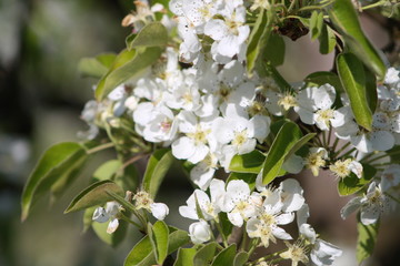 Orchard