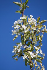 Orchard
