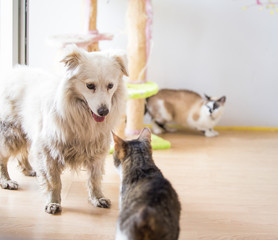 White adopted dog meeting cat 