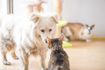 White adopted dog meeting cat 