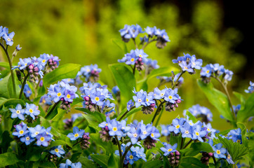 Blue flowers. Blue flowers in the forest. Spring blue flowers in the forest. Spring flowers of blue color, Blue spring flowers with dark blurry background. Spring flowers. Mountain spring blue flowers