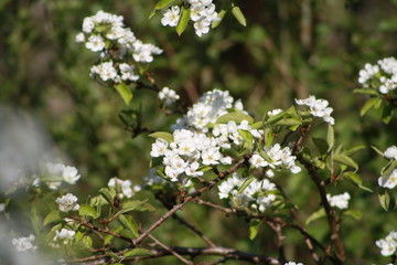 Spring flowers