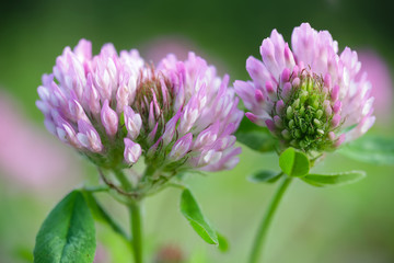 Clover Trifolium Pratense