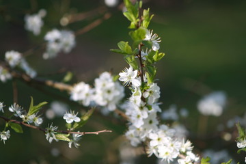 Spring flowers