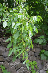 walnut tree and green pecans in garden
