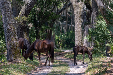 Wild horses at Cumberland Island National Seashore