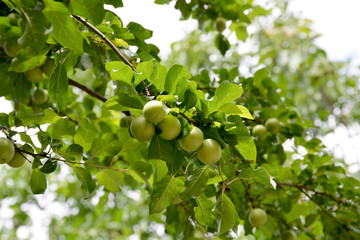 plum tree and green plums in the garden