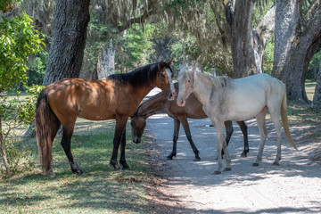 Wild horses at Cumberland Island National Seashore