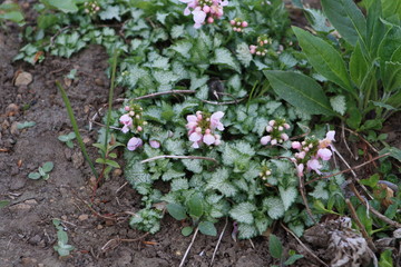 Spring flowers