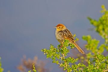 Small cisticola bird perched on bush