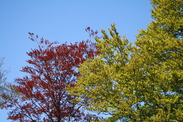 Trees