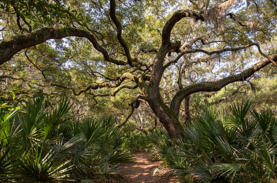 Live oak tree over trail