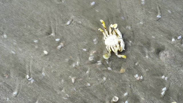 Real Time Footage Of A Dying Crab On Sandy Beach Washed Away By Beach Waves. Concept Of Marine Animal Life Cycle And Nature. Full HD Mp4