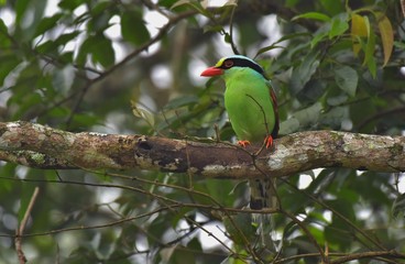 The Common Green magpie looking for the fly animal 