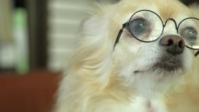 cute brown hair chihuahua happiness wearing glasses pretent to clever funny pet concept
