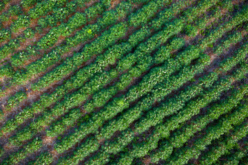 tapioca farm in agricultural area in Thailand aerial view