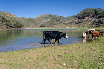 Obraz premium cow in the mountain lake