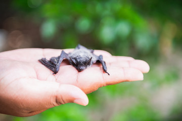 Baby flying bat sleeping and holding on man's hand
