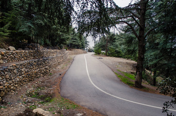 forest road