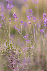 Lavendel