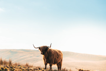 Highland Cow in Isle of Skye, Scotland.