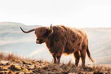 Highland Cow in Isle of Skye, Scotland.