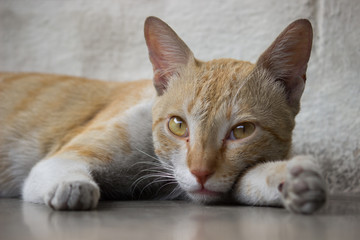 A Portrait of a Cat sitting Calmly and looking away